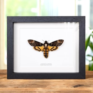 XL Death&#39;s Head Moth in Box Frame (Acherontia atropos)