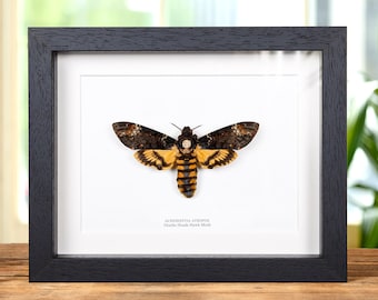 XL Doodshoofdmot in lijst (Acherontia atropos)