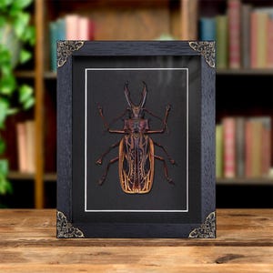 Sabertooth Longhorn Beetle In Baroque Style Frame (Macrodontia cervicornis)