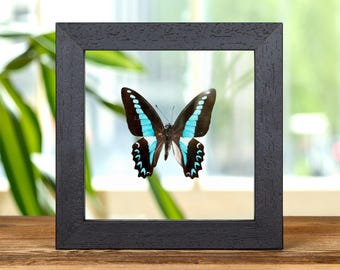 Milons Swallowtail-vlinder in lijst van helder glas (Graphium Milon)