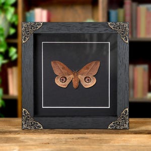 Leucanella viridescens Moth In Baroque Style Frame from Argentina