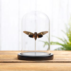 Tosena melanoptera Cicada In Glass Dome with Wooden Base From Asia