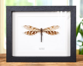 Giant Antlion In Box Frame (Palpares sp.)