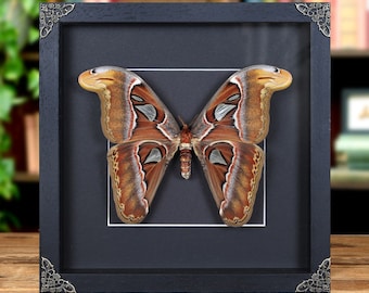 Female Atlas Moth in Baroque Style Box Frame