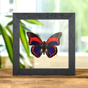 Prepona praeneste Schmetterling aus Peru In Klar Glas Rahmen