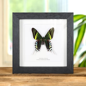 Pode incluir: Uma traça Urania Swallowtail Moth, também conhecida como Urania Leilus, enquadrada em preto e verde, com fundo branco.