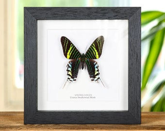 Giant Ghostly Silk Moth Framed Taxidermy - Ceranchia Apollina