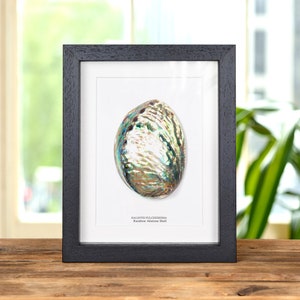 Könnte beinhalten: Ein gerahmter Druck einer Regenbogen-Abalone-Muschel, mit dem wissenschaftlichen Namen "Haliotis  Pulcherrima" und dem gebräuchlichen Namen "Rainbow Abalone Shell" unter dem Bild.