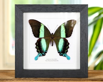 Le paon papillon dans un cadre (Papilio blumei)