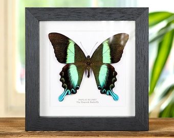 The Peacock Butterfly In Box Frame (Papilio blumei)