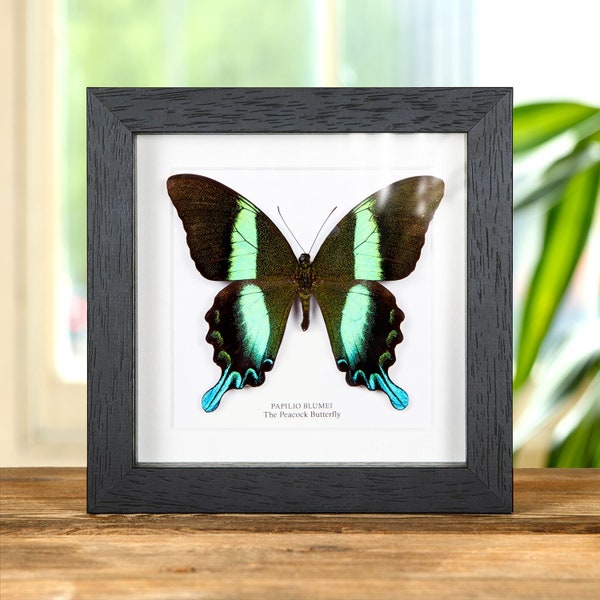 The Peacock Butterfly in Box Frame (Papilio blumei)