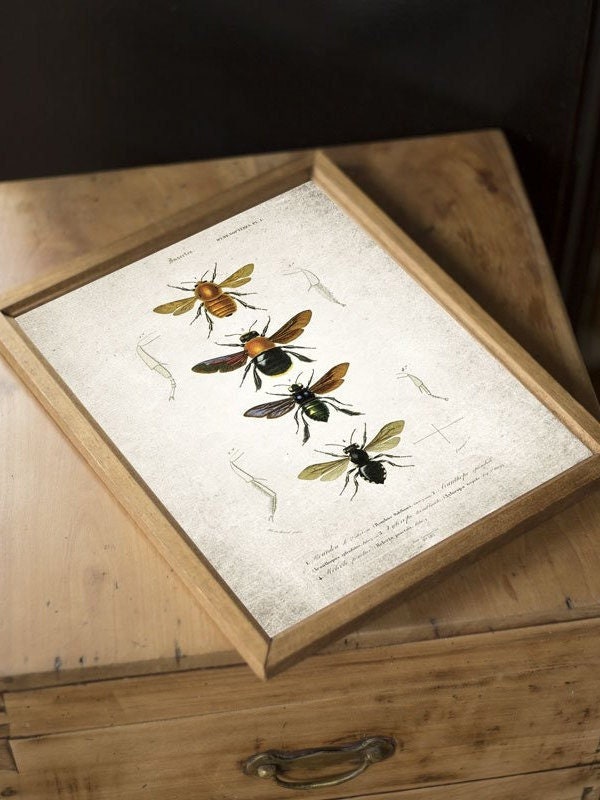 Vintage Bumble Bee Giclee Print, Antique Bee Print, Antique Bee Art Print, Vintage Entomology Print Wall Art - A4, A3, A2