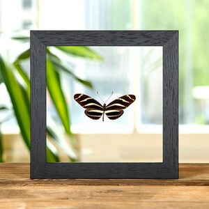 Peut inclure: Un spécimen de papillon encadré, avec un motif rayé noir et blanc. Le papillon est centré dans un cadre carré en bois noir. L'arrière-plan comprend une fenêtre et un feuillage vert, posé sur une surface en bois.