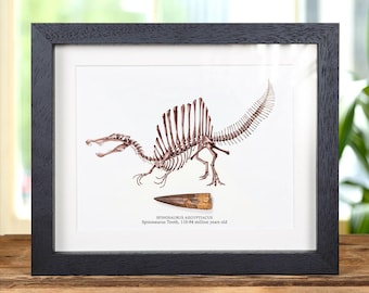 Ilustración del dinosaurio Spinosaurus y fósil de diente (Spinosaurus aegyptiacus) #2