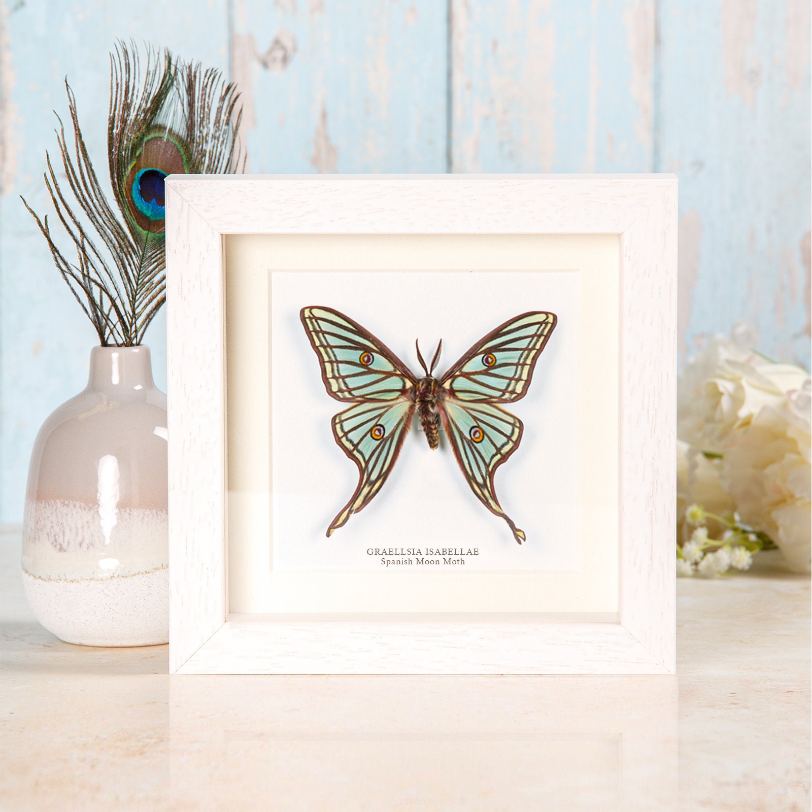 Spain Graellsia　isabellae　78mm Spanish Moon Moth 'Graellsia isabellae' UNSPREAD – Little