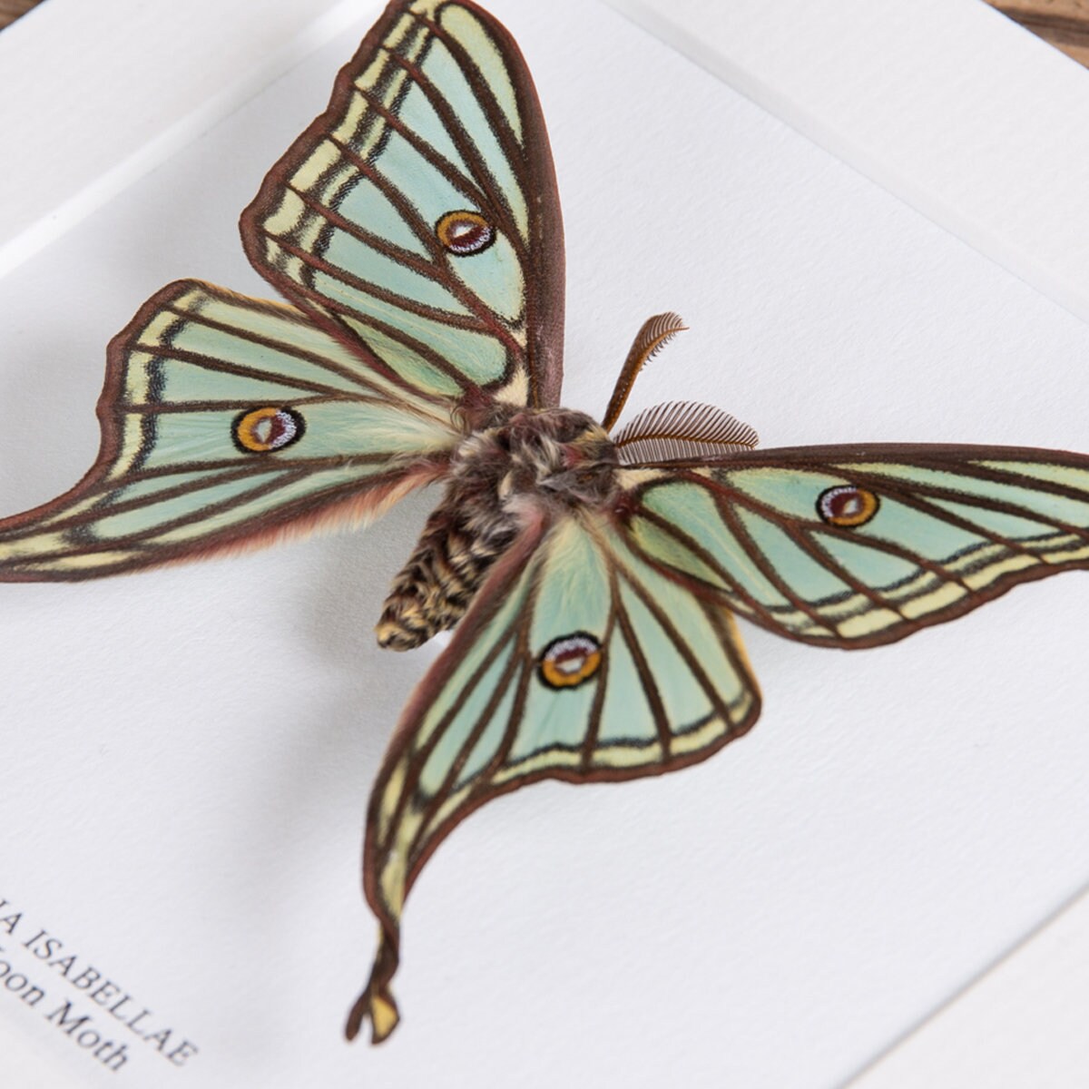Male Spanish Moon Moth in Box Frame (graellsia Isabellae) - Etsy