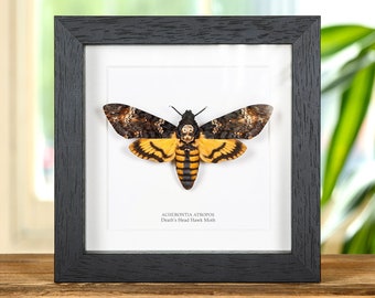 Death's Head Moth in Box Frame (Acherontia atropos)