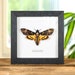 see more listings in the Moth Frames section