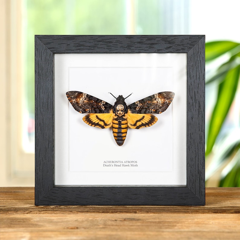 Taxidermy Death's Head Hawk Moth Frame, Silence of The Lambs, Moth Taxidermy, Moth in Frame, Butterfly Frame (Acherontia atropos)