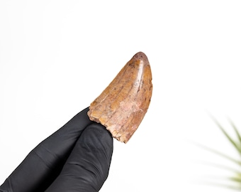 Carcharodontosaurus Dinosaur Tooth In Fossil (Carcharodontosaurus saharicus)