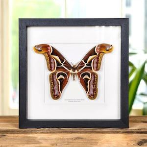 Edward&#39;s Atlas Moth In Box Frame (Archaeoattacus edwardsii)