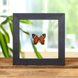 Red Peacock Butterfly In Clear Glass Frame (Anartia amathea)
