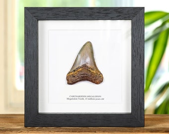 3 Inch Megalodon Shark Tooth (Carcharodon megalodon) Fossil in Box Frame