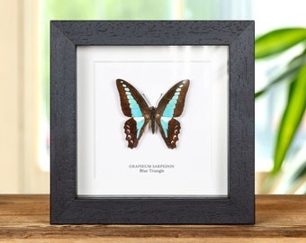 Blue Triangle Butterfly In Box Frame (Graphium sarpedon)