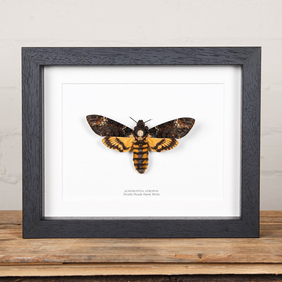 XL Death's Head Moth Frame, Silence of The Lambs, Moth Taxidermy,…