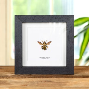 May include: A framed insect specimen of a carpenter bee, Xylocopa confusa, mounted on a white background. The frame is black and has a white mount.