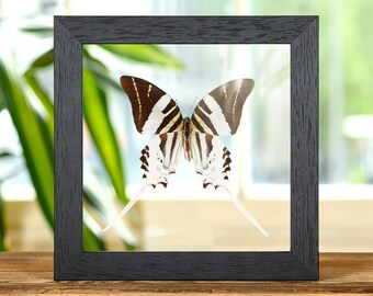 Giant Swordtail Butterfly In Clear Glass Box Frame (Graphium androcles)