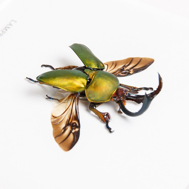 thumbnail interactive-video image 1 of Real Saw Tooth Stag Beetle (Lamprima Adolphinae) In Deep Box Frame - Taxidermy Insect Display 1 of 3