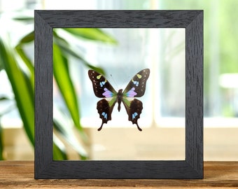 Purple Mountain Swallowtail in helder glazen frame (Graphium weiskei arfakensis)