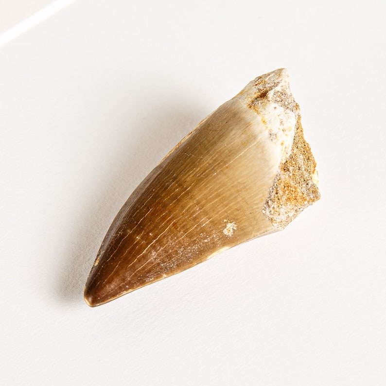 Mosasaur Dinosaur Tooth Fossil & Illustration Mosasauridae sp image 3