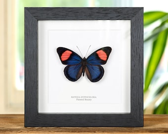 May include: A framed butterfly specimen with black wings and red markings. The butterfly is labeled "Batesia Hypochlora Painted Beauty".