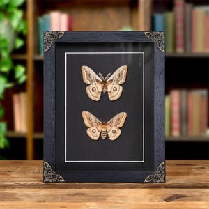 Hutton&#39;s Emperor Moth Male &amp; Female Pair In Baroque Style Frame (Neoris shadulla)
