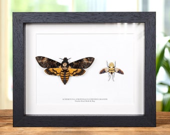 Framed Death's Head Moth & Bug Display, Handmade Wooden Frame (9x7 inch)