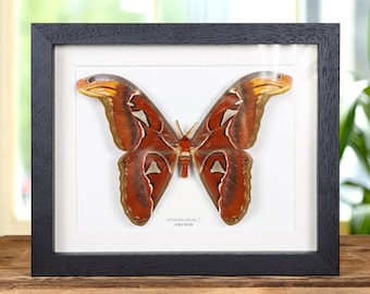 Atlas Moth In Box Frame (Attacus atlas)