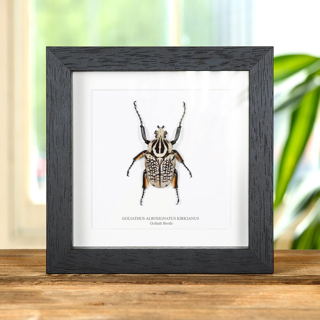 Goliath Beetle In Box Frame goliathus Albosignatus Kirkianus Etsy Goliath Beetle In Box Frame goliathus Albosignatus Kirkianus Etsy