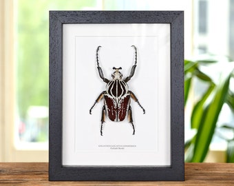 Goliath Beetle (80+mm) M Goliathus Orientalis Specimen Entomology