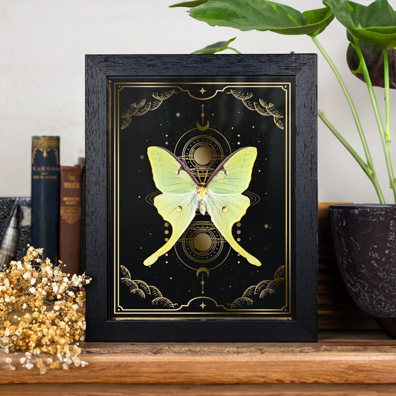 The Luna Moth on Gold Foil Moon Phases Print (actias Luna) - Etsy Australia