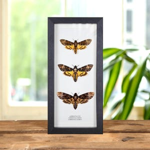 Death&#39;s Head Moth Trio #2 (Acherontia styx, atropos &amp; lachesis)