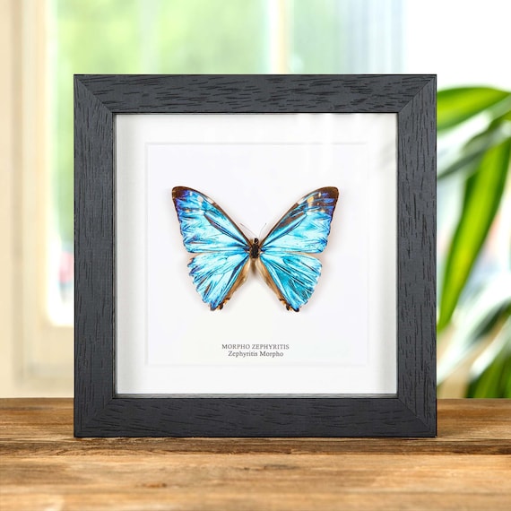 Blue butterfly★タロット Zephyritis Morpho Butterfly in Box Frame (morpho Zephyritis