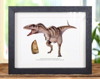 Carcharodontosaurus Dinosaur Tooth Fossil &amp; Colour Illustration (Carcharodontosaurus saharicus) #2