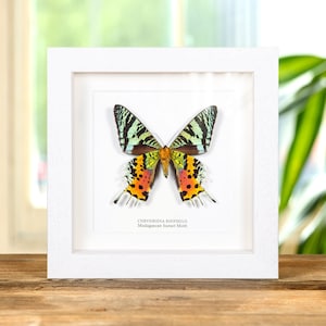 Madagascan Sunset Moth Ventral Side in Black or White Frame (Chrysiridia rhipheus) Real Moth Frame, Insect Frame, Entomology