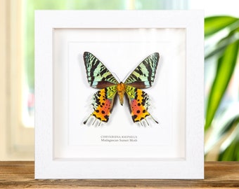 Gerahmte Madagaskar Sonnenuntergang Motte, Entomologie Display, 15 x 15 cm Rahmen