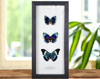 Multi Specimen Frame (Anaea polyxo, Agrias beatifica lachaumei &amp; Panacea prola)