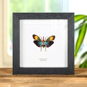May include: A framed insect specimen of a Pyrops gunni planthopper. The insect has a black body with yellow and orange wings with blue and white spots.