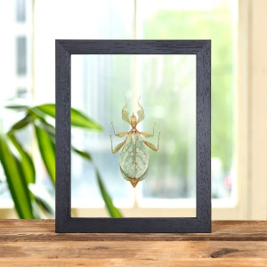 Lopend bladinsect in lijst van helder glas (Phyllium letiranti)
