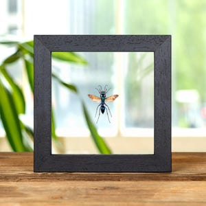 Jewel Wasp In Clear Glass Frame (Chlorion lobatum)